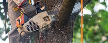 How Our Tree Care Process Works  in  Baker, LA